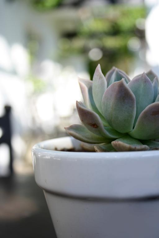 Lemon & Lime Guesthouse Bloemfontein Ngoại thất bức ảnh